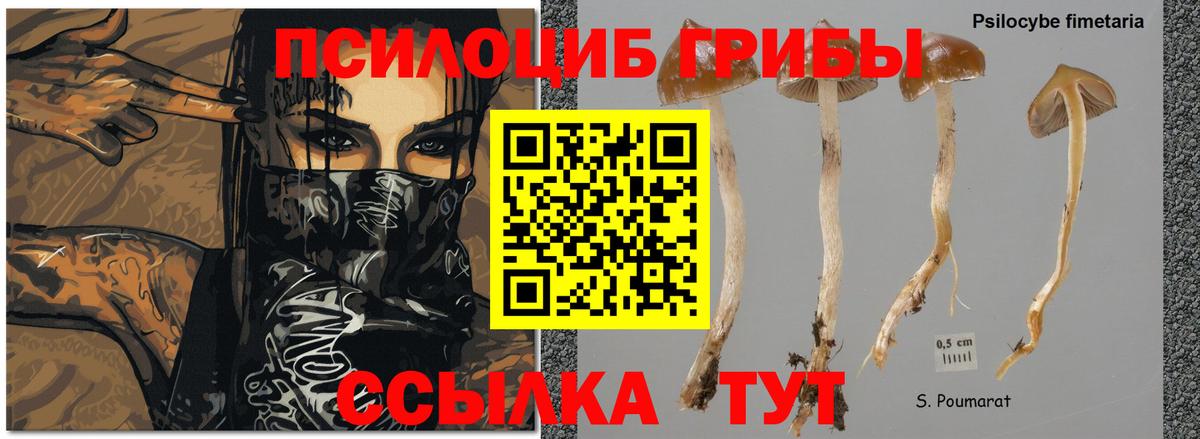 закладки  Вход с VPN  Псилоцибиновые грибы мухоморы  Ейск  Псилоцибиновые грибы мухоморы 
